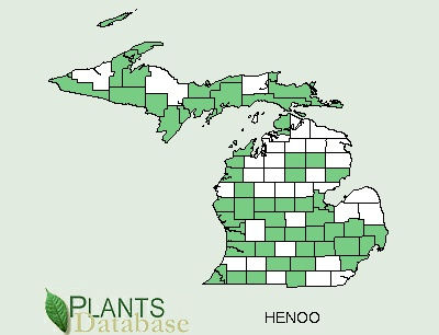 200511 Round-Lobed Hepatica (Hepatica nobilis) - USDA MI Distribution.jpg
